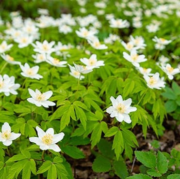 Boucles d'oreilles Anémone des bois