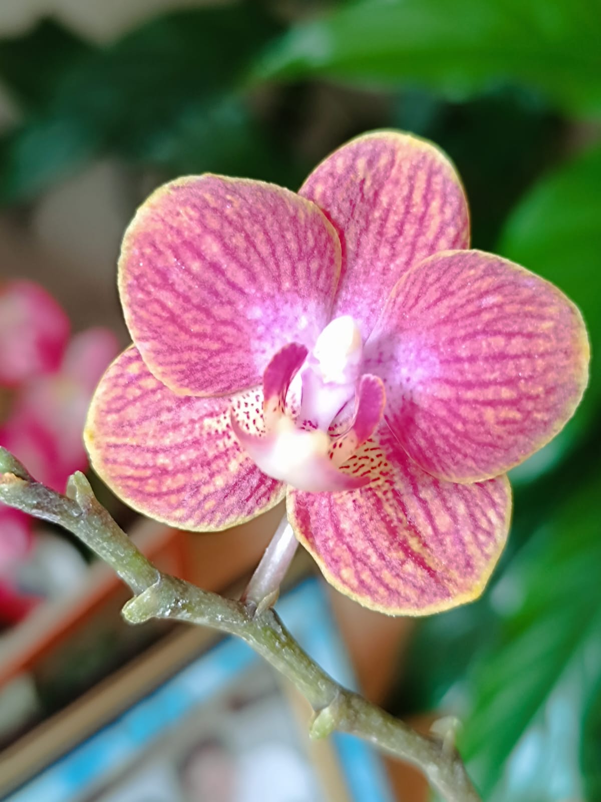 Boucles d'oreilles Orchidée Rose tigrée Créoles 20 mm Argent 925