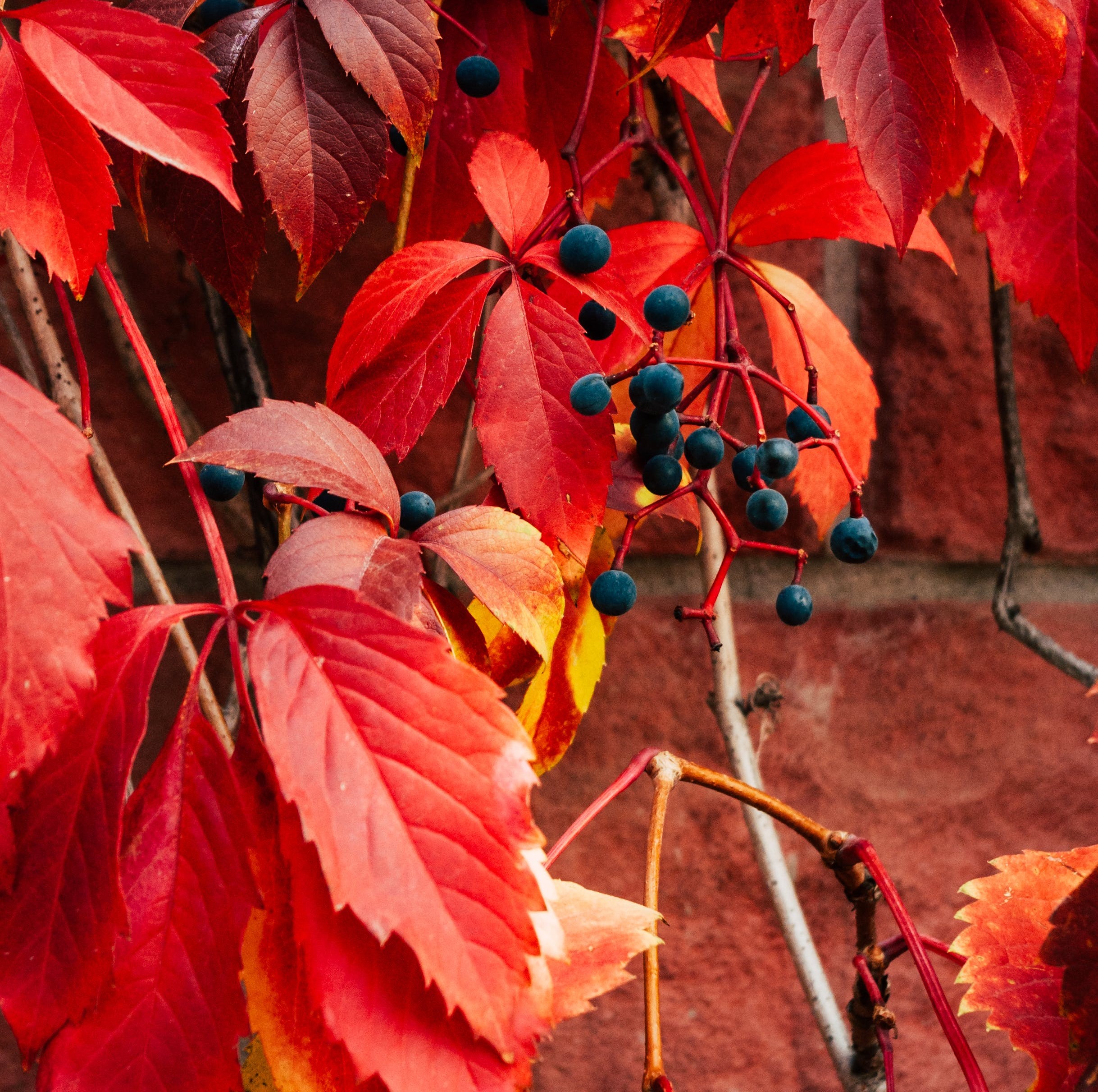 Pendentif en Vigne vierge rouge