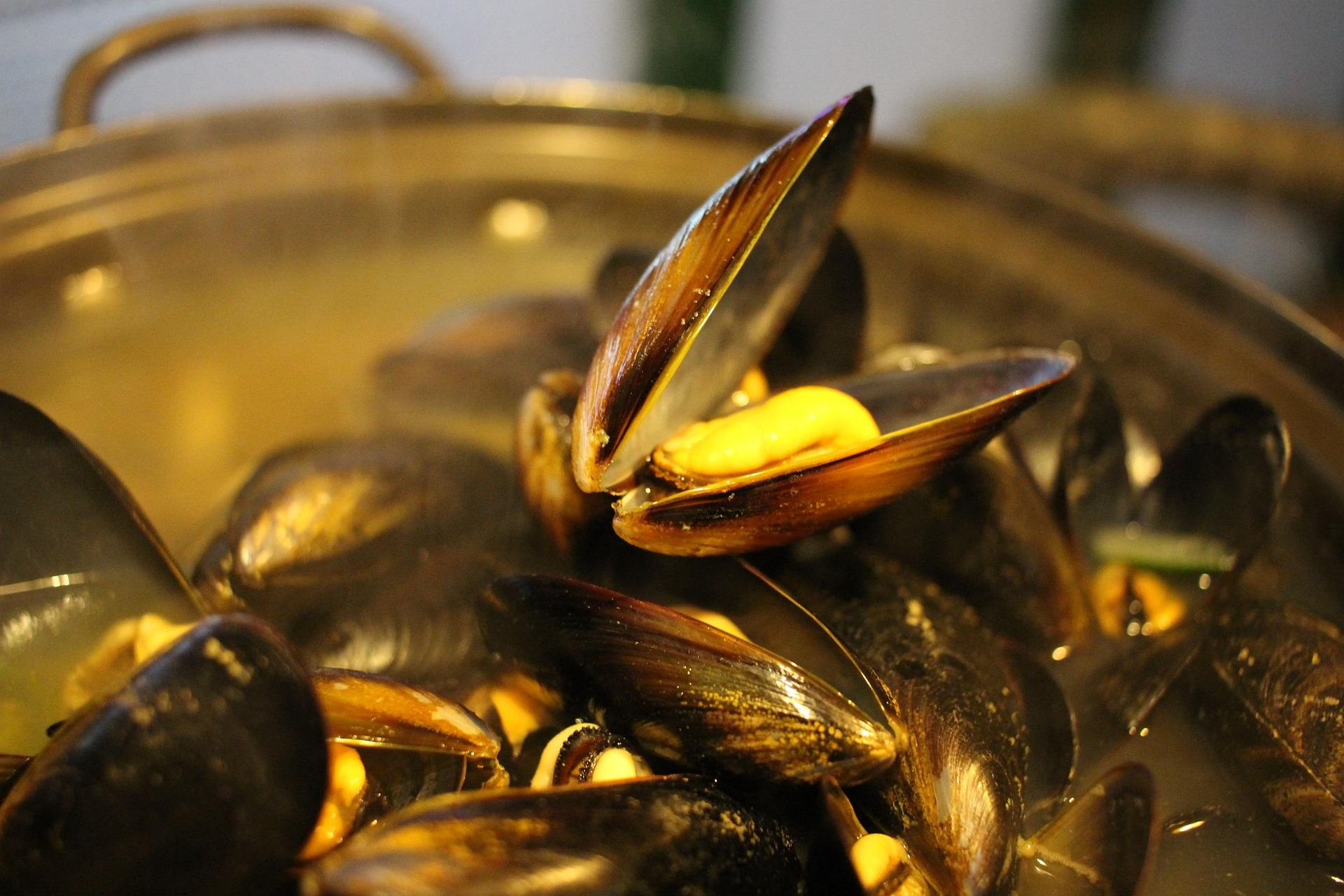 COZZE FRESCHE