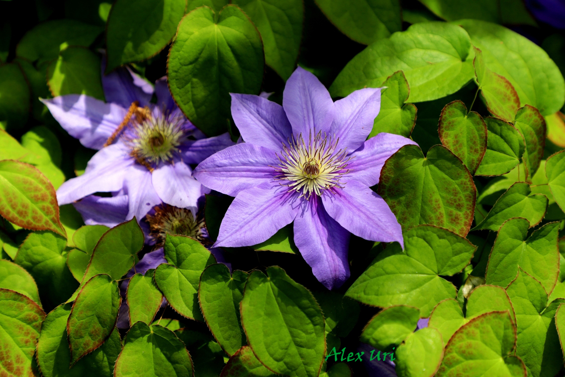 Purple Clematis Flowers