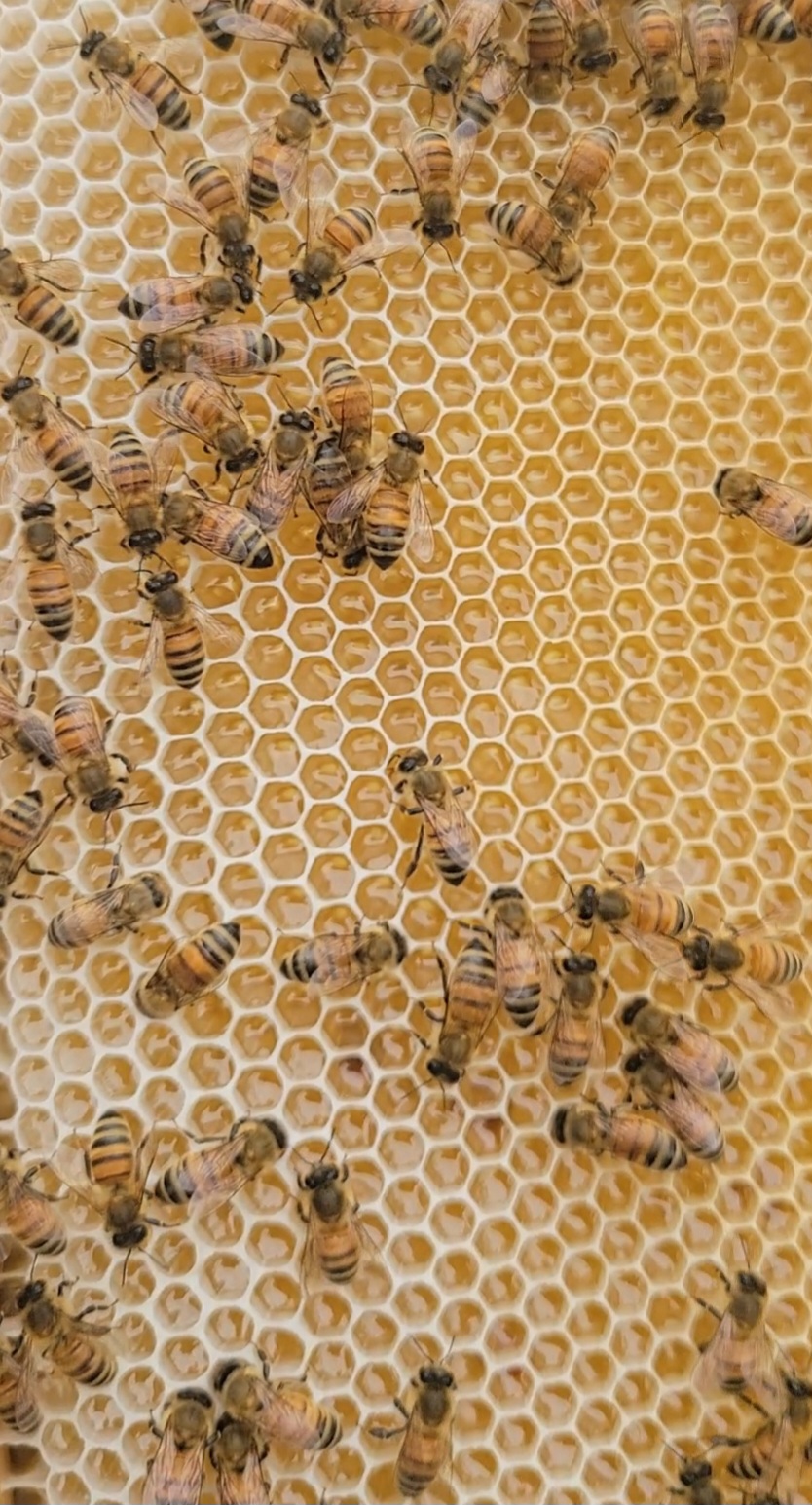 Acacia Comb Honey