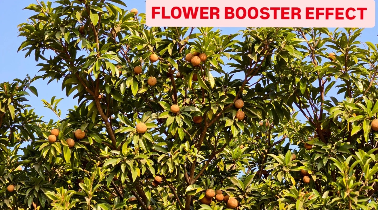 Sahjeevan Flower Booster 500ml