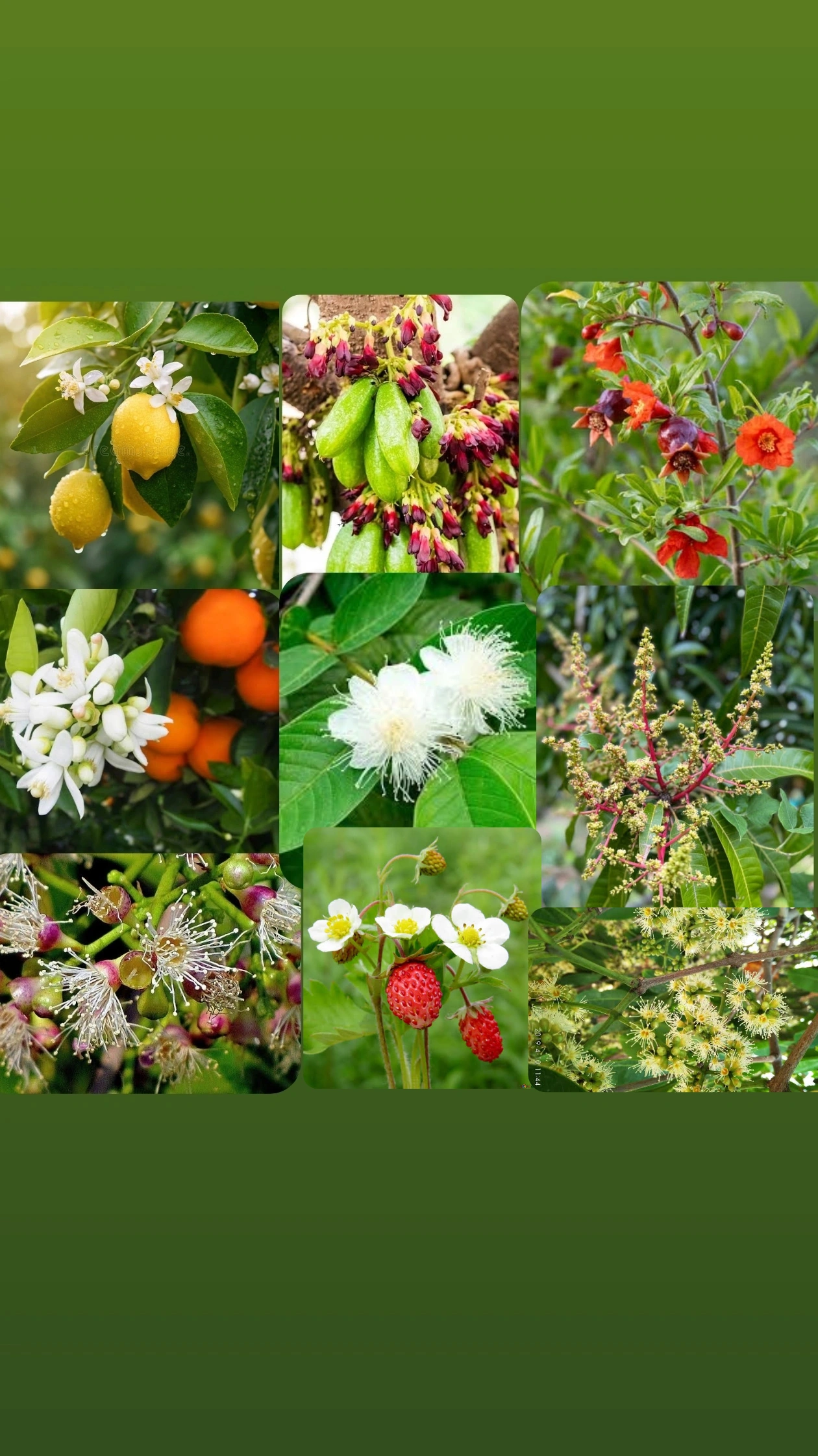 Sahjeevan Flower Setter and Flower Sticker 350ml For 200 Litre Water