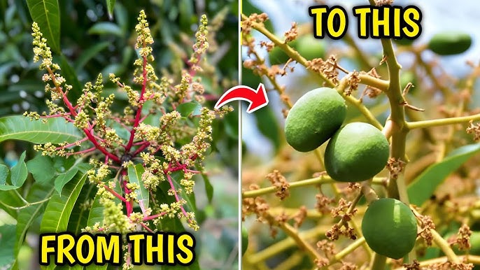 Sahjeevan Flower Setter and Flower Sticker 350ml For 200 Litre Water