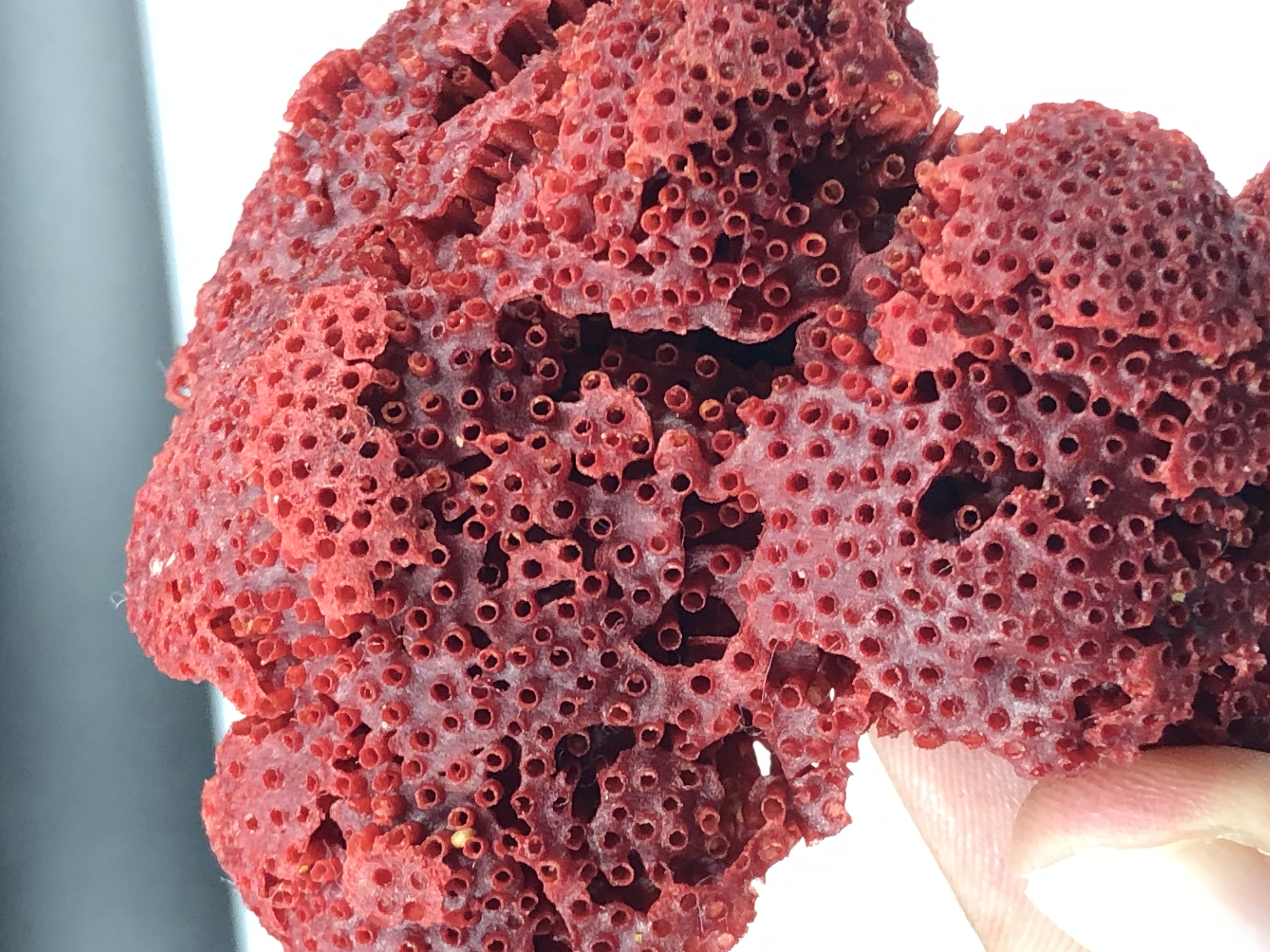 Natural Bunch of Red Coral, from Pakistan