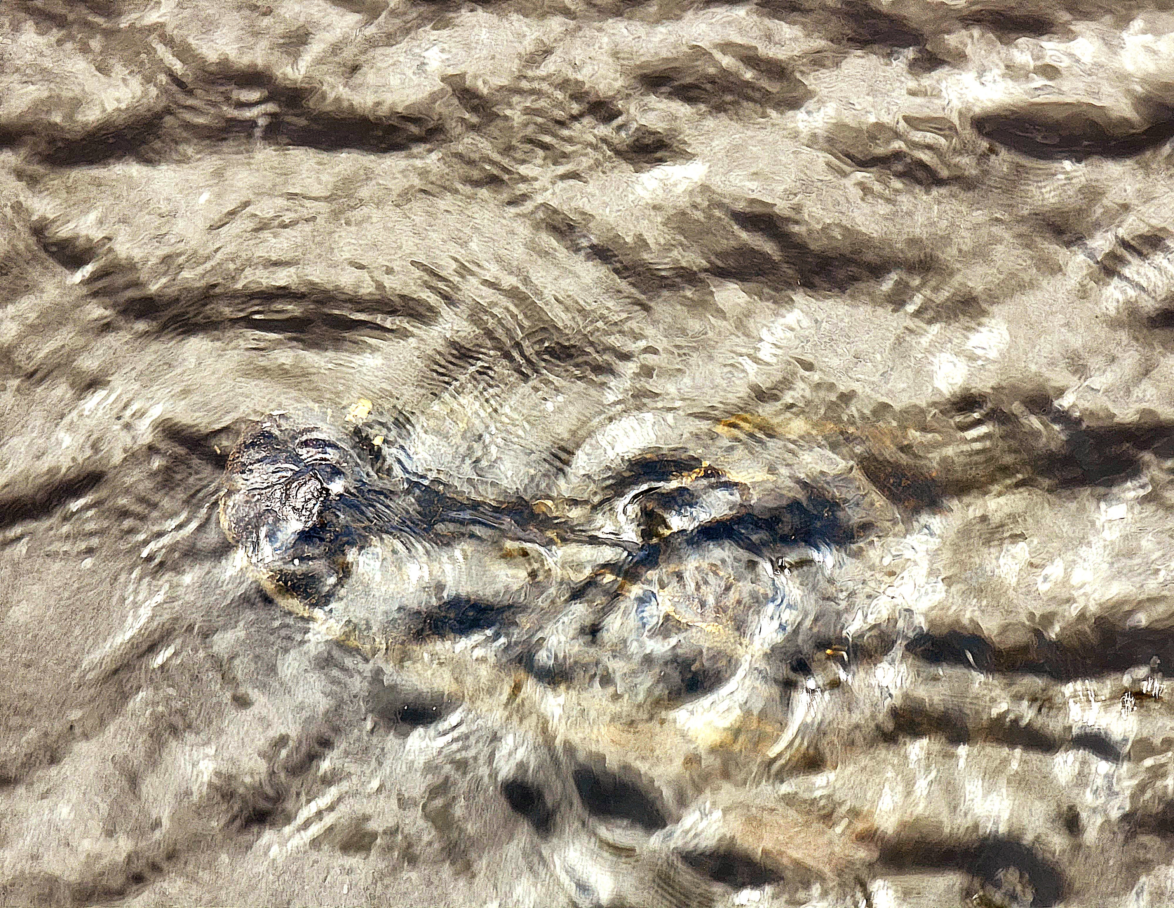 The Myakka Sentinel – Alligator on the Myakka River's Surface