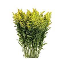 SOLIDAGO