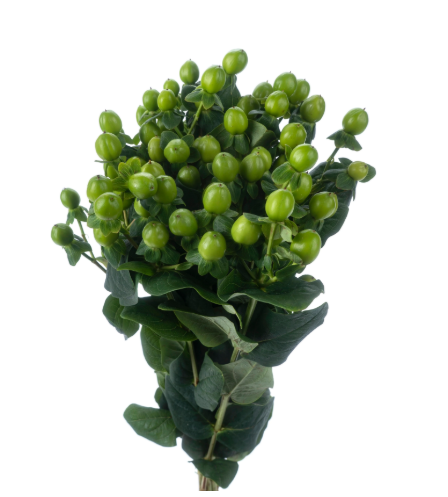 HYPERICUM GREEN REVIVAL