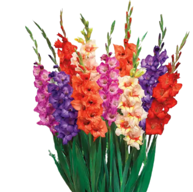 GLADIOLUS