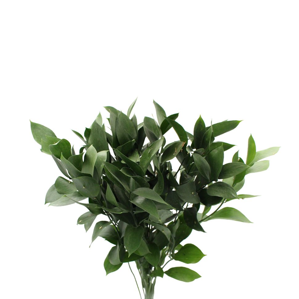 RUSCUS