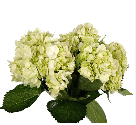 HYDRANGEA APPLE GREEN