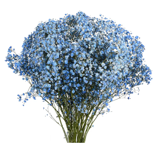 GYPSOPHILA TINTED BLUE