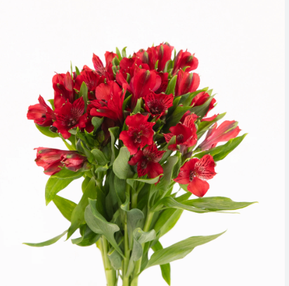 ALSTROEMERIA LOVELY