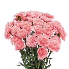 CARNATION JODIE