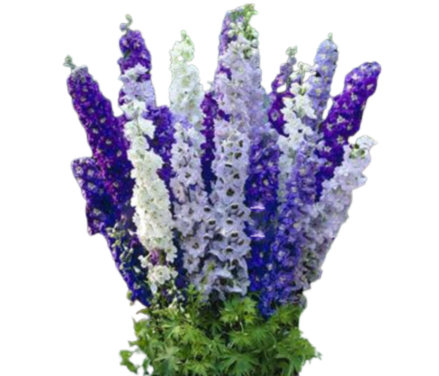 DELPHINIUM