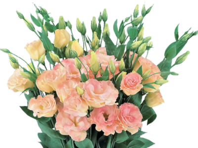 LISIANTHUS CHAMBAGNE