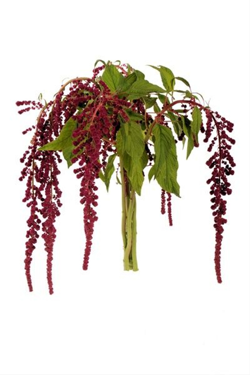 AMARANTHUS