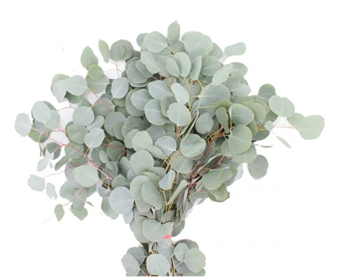 EUCALYPTUS SILVER DOLLAR