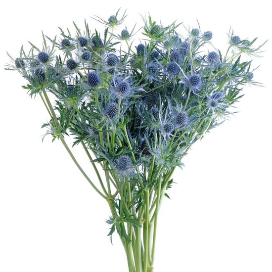 ERYNGIUM