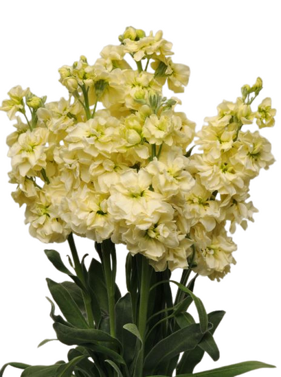 MATHIOLA IRON YELLOW