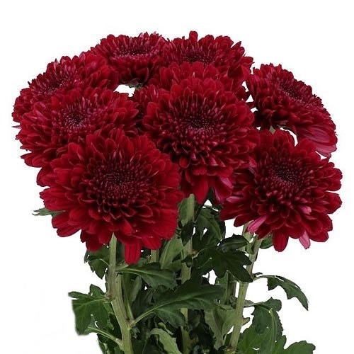 CHRYSANTHEMUM PARKER RED