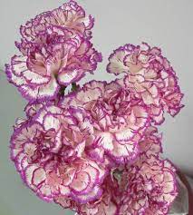 CARNATION BACARAT