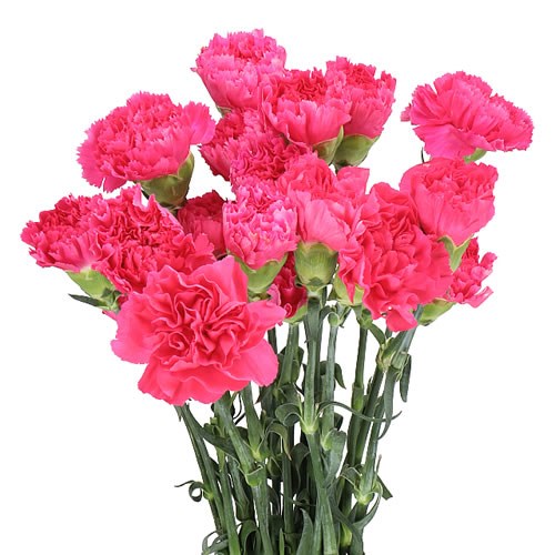 CARNATION BIZET