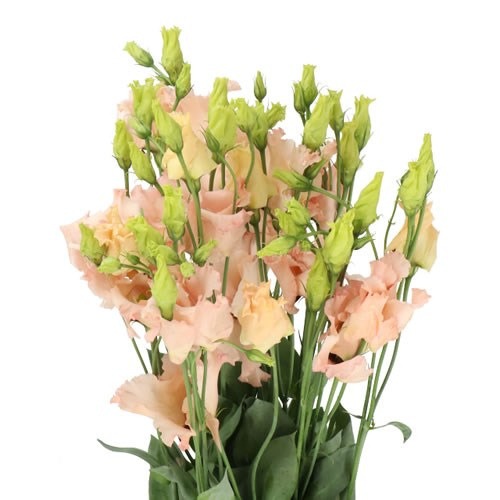 LISIANTHUS APRICOT