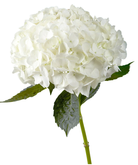 HYDRANGEA BIANCA