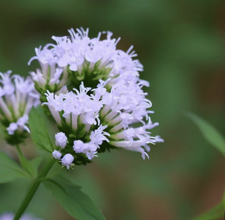 Slender Mountain Mint