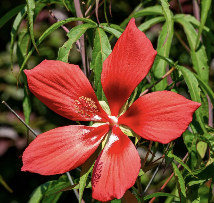Scarlet Swampmallow