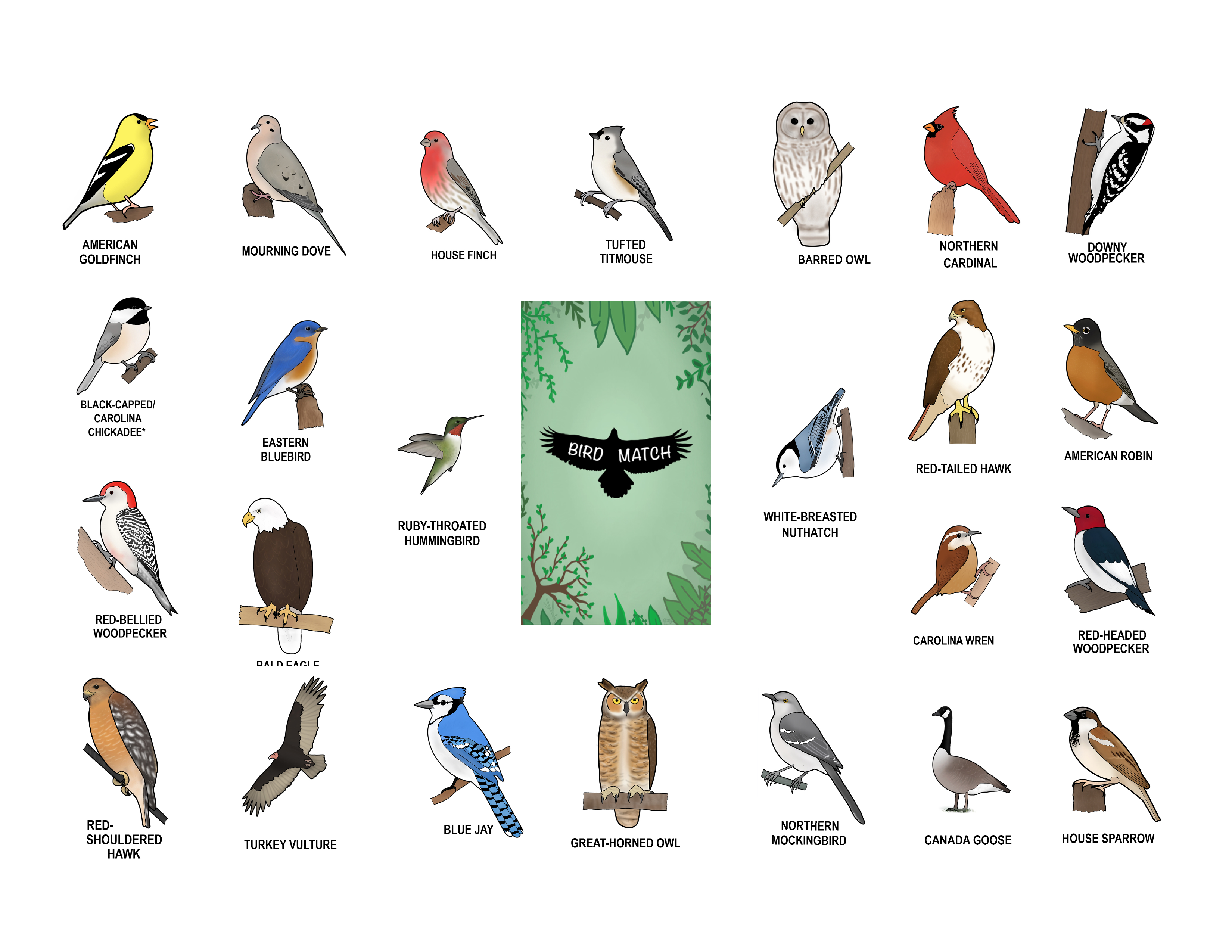BirdMatch 2-pack