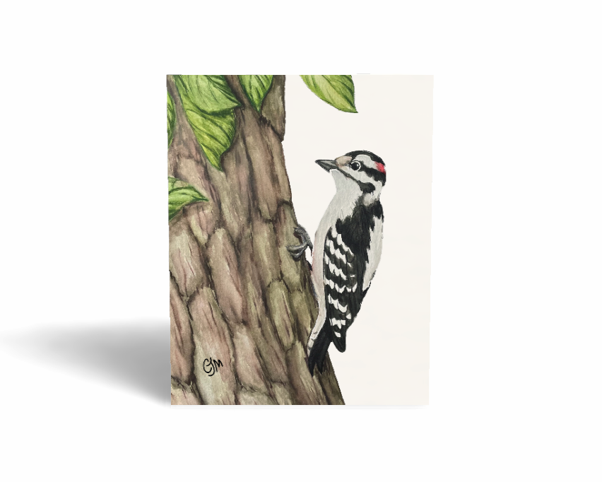Downy Woodpecker Greeting Card