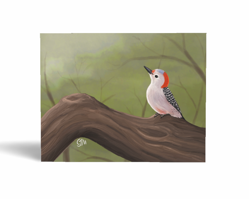 Red-bellied Woodpecker Greeting Card