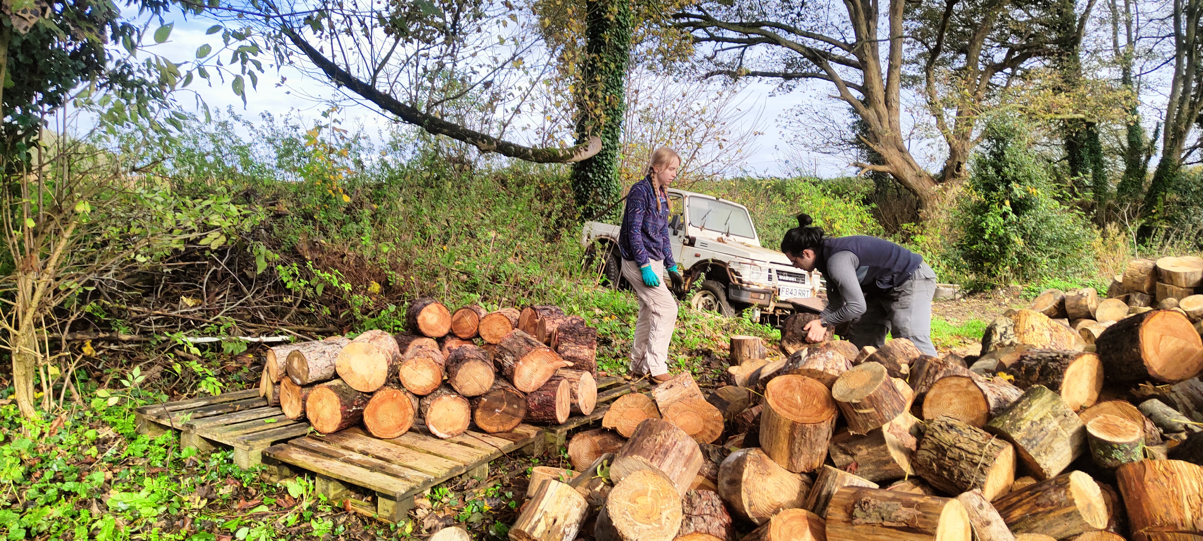 Natural Hardwood Rounds unsplit seasoned firewood