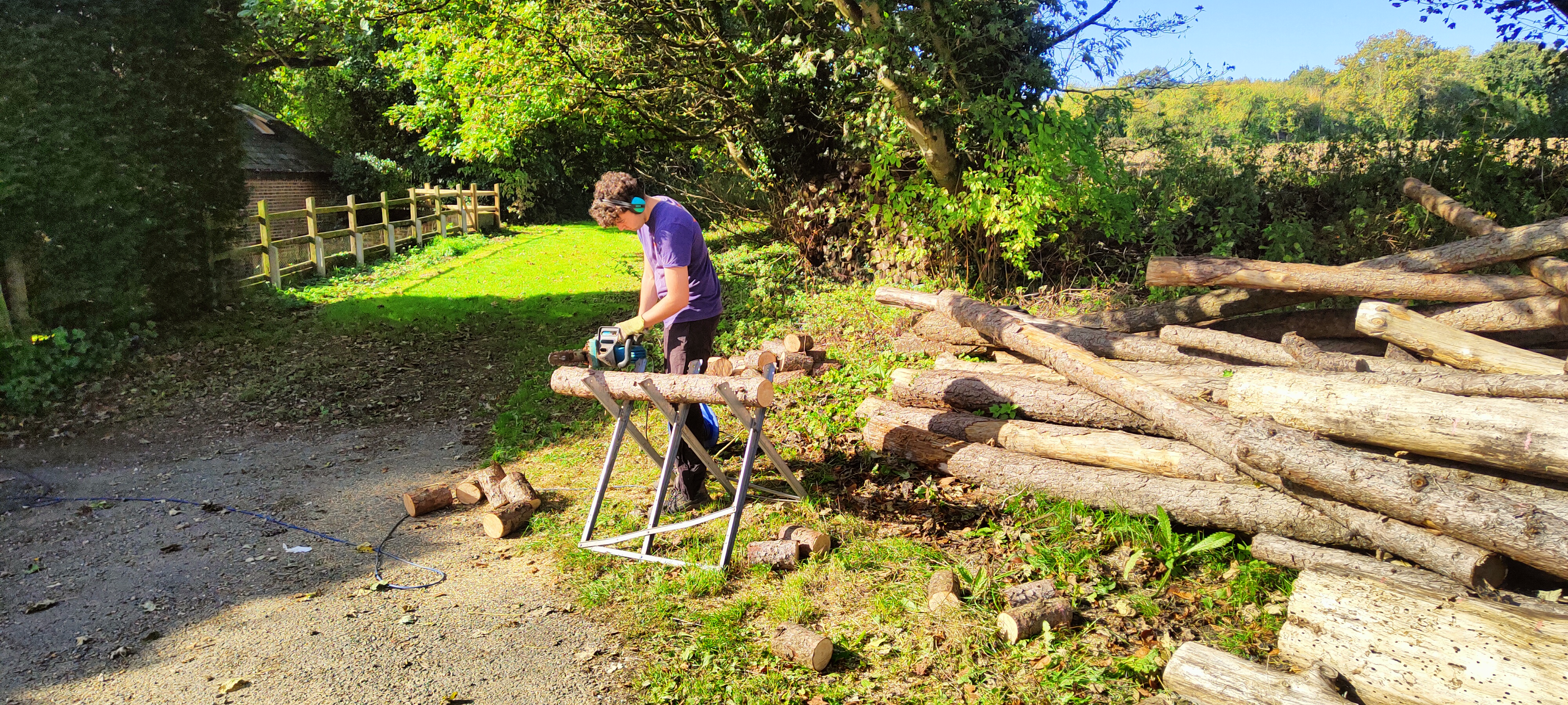Natural Hardwood Trunks