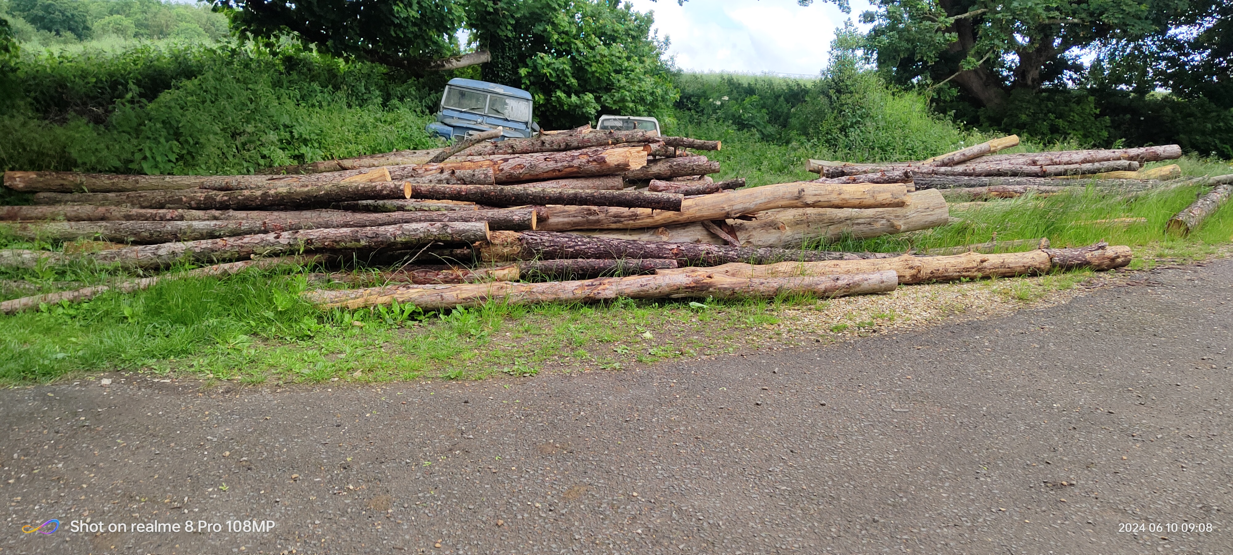 Natural Hardwood Trunks