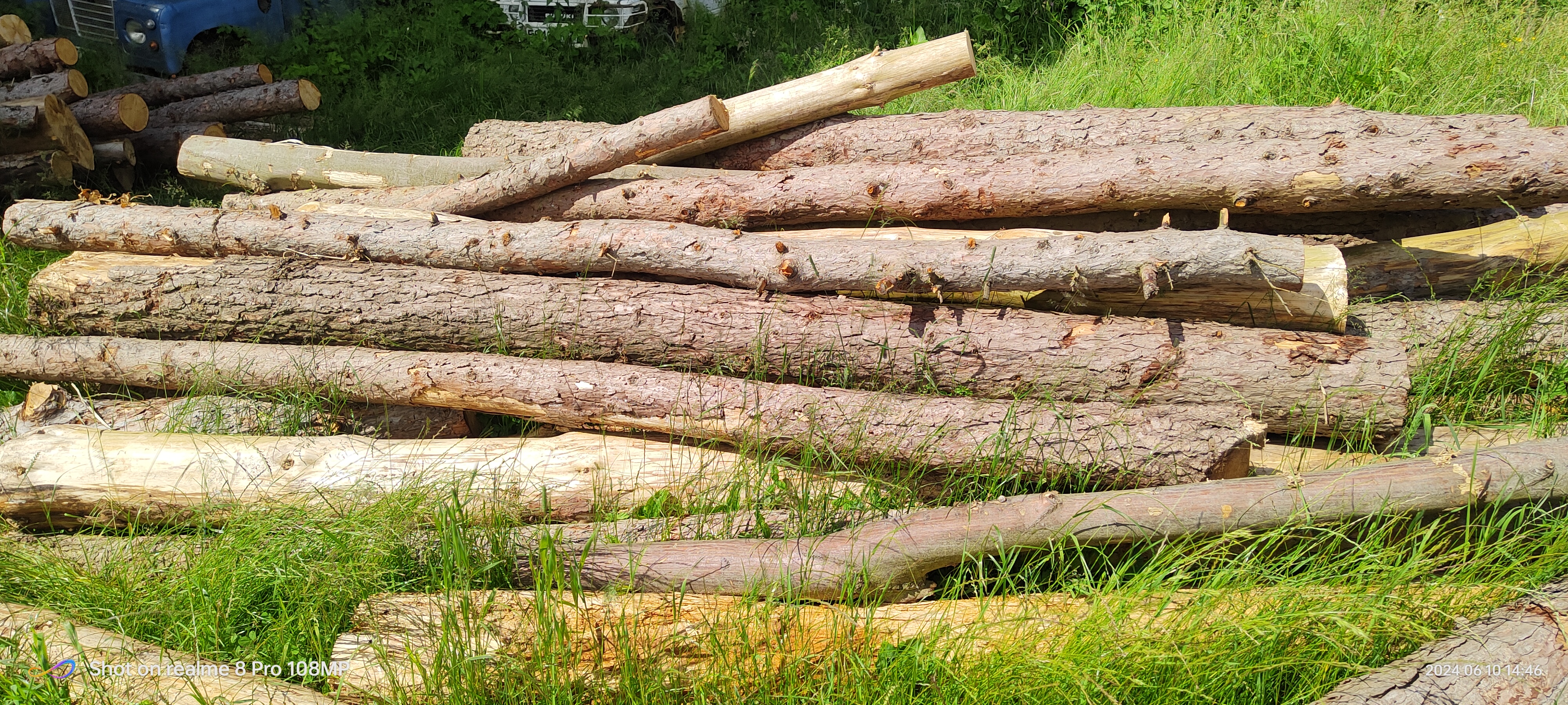 Natural Hardwood Trunks