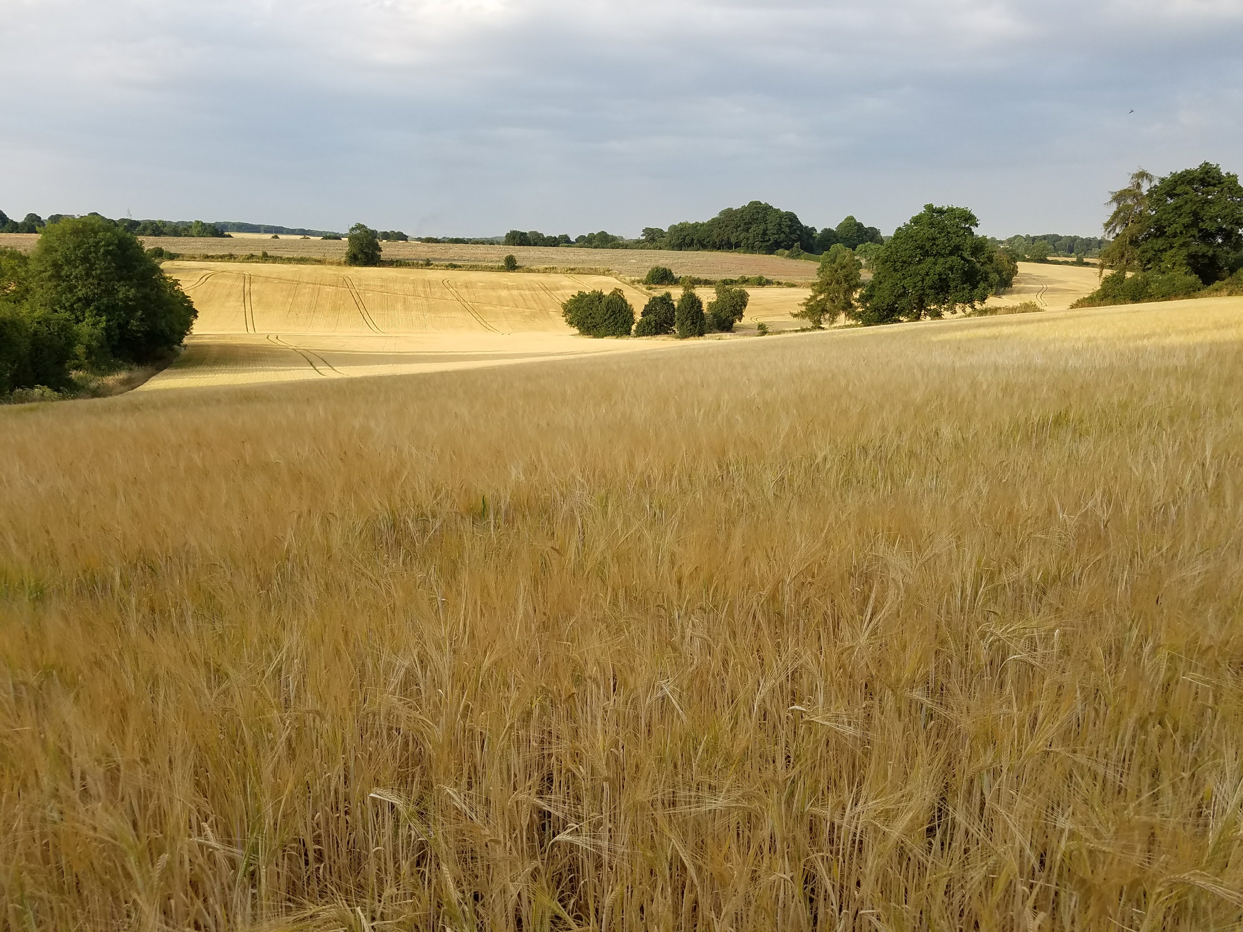 HIRE Conventional Rectangular Straw Bales (price per bale)