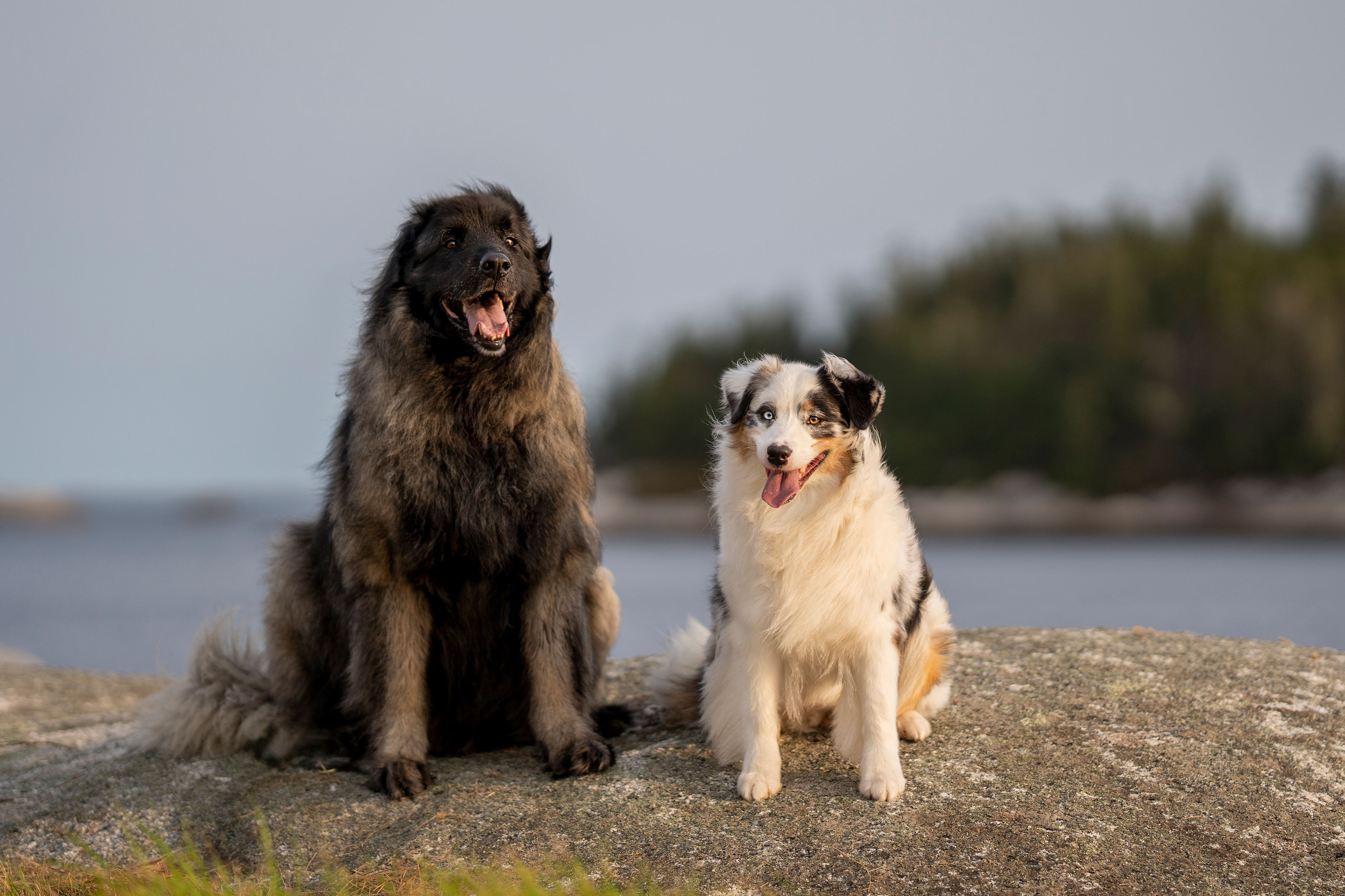 Behaviour Consultation