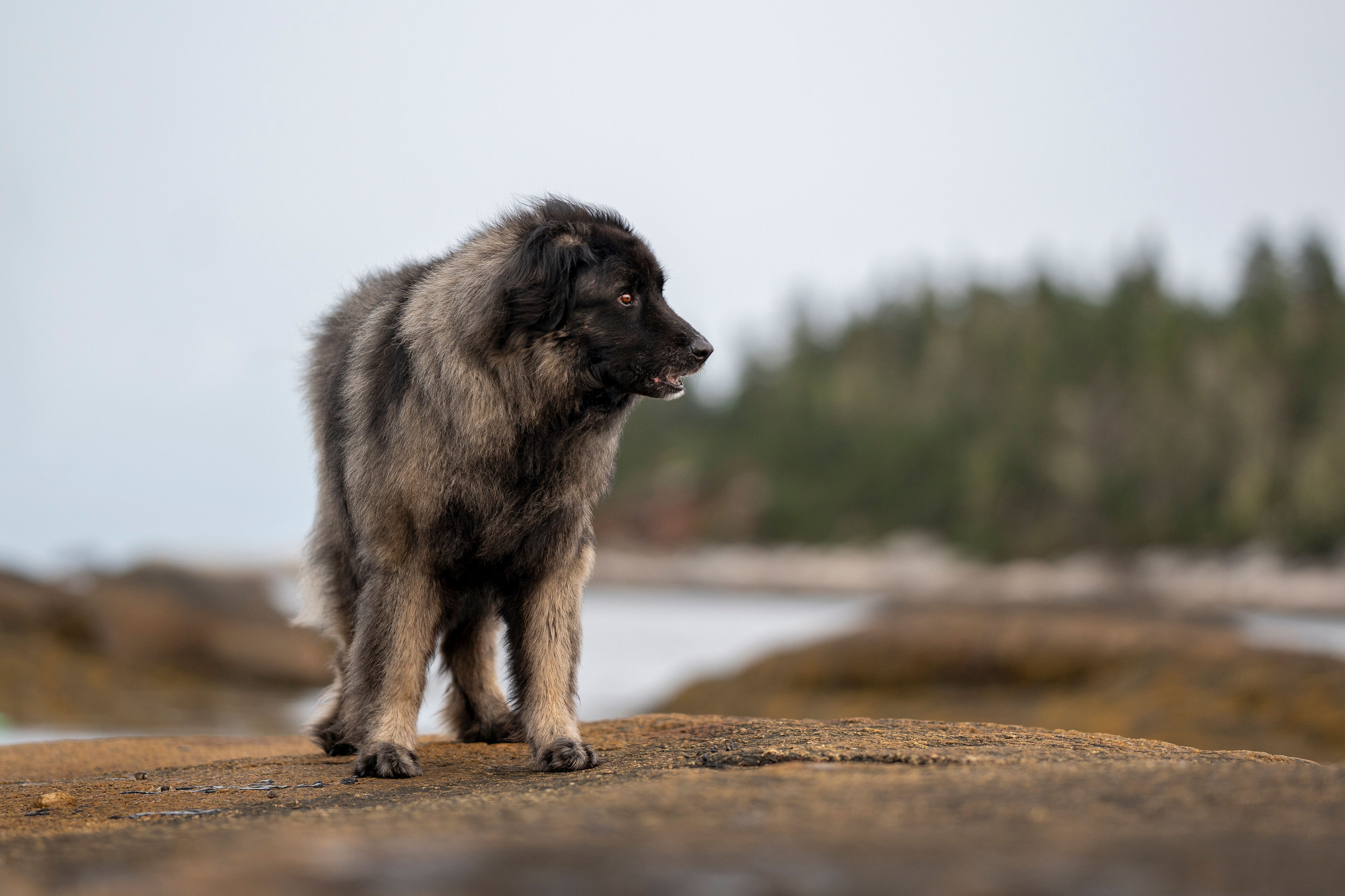 Separation Anxiety Initial Package