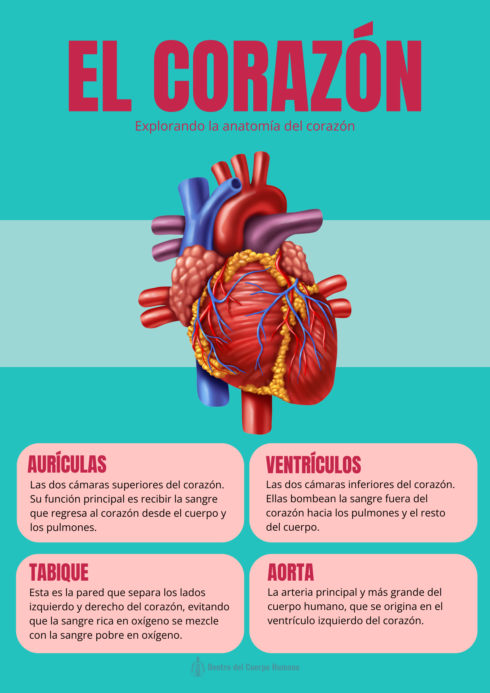EL CORAZÓN