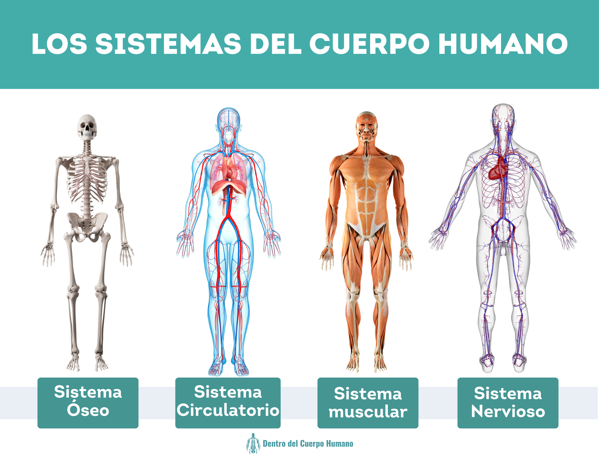 Póster Educativo de los Sistemas del Cuerpo Humano