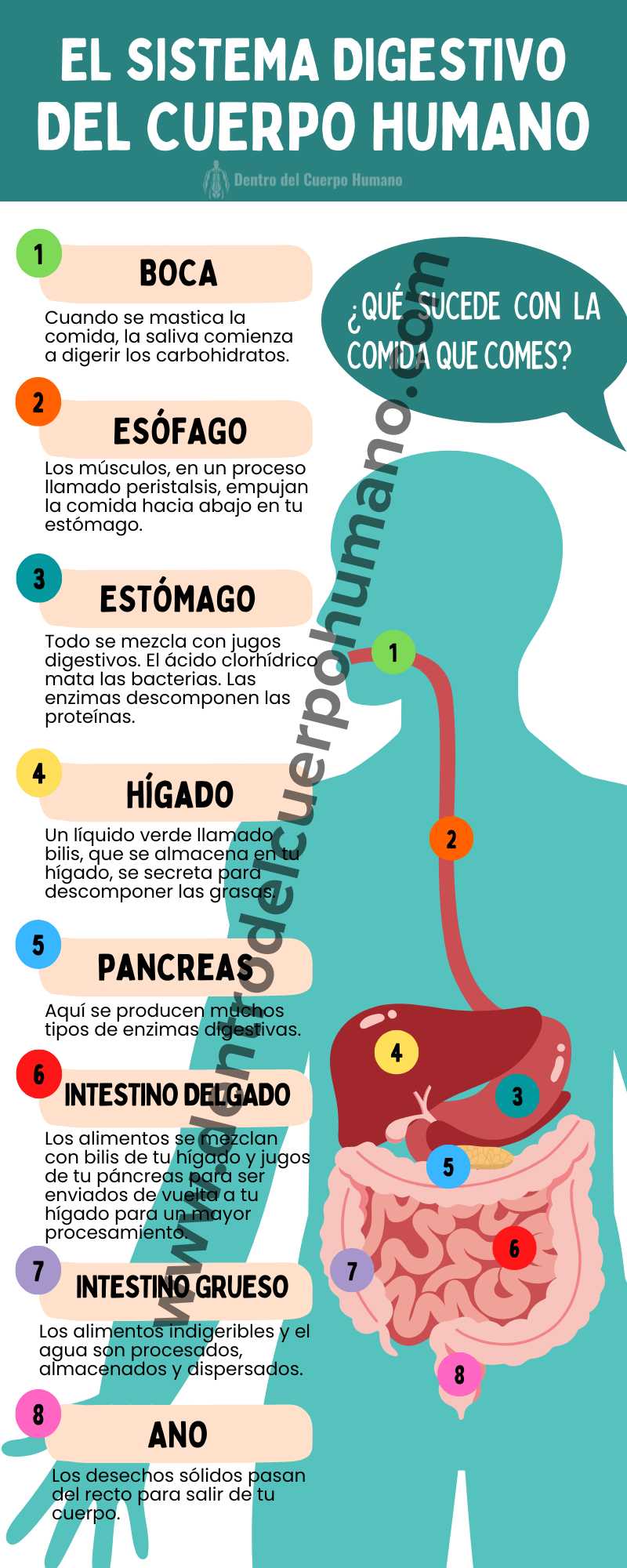 EL SISTEMA DIGESTIVO