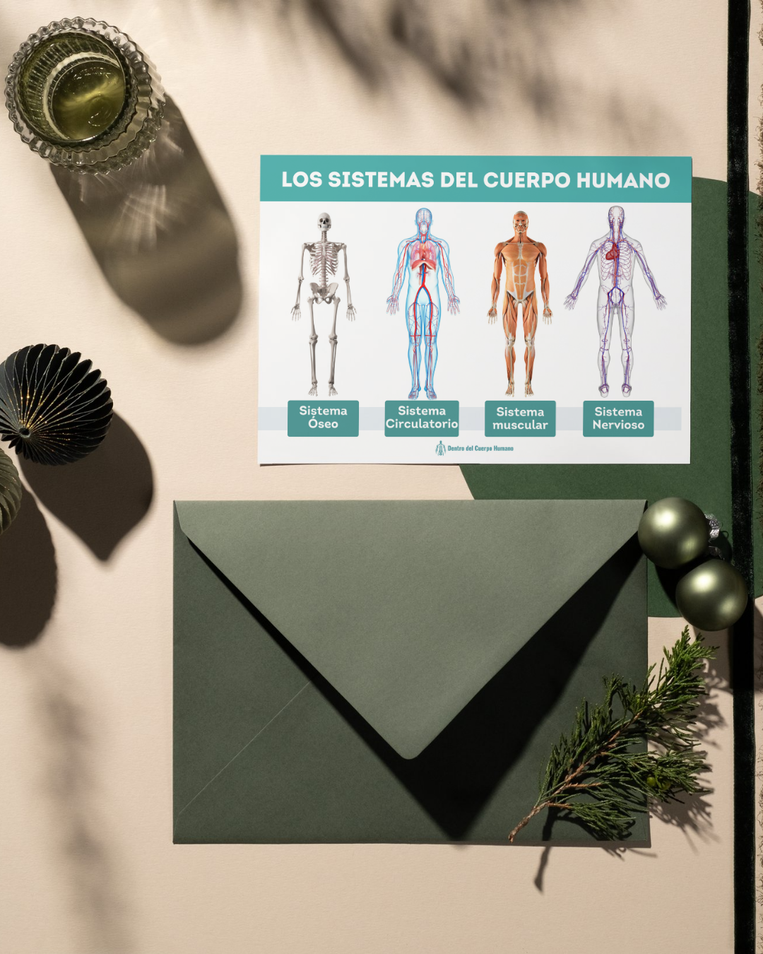 Póster Educativo de los Sistemas del Cuerpo Humano