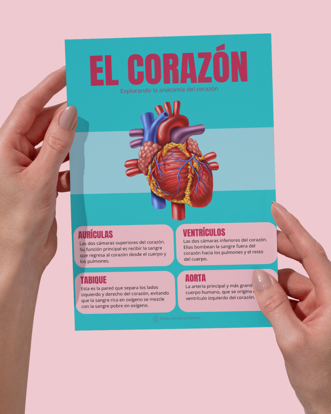 EL CORAZÓN
