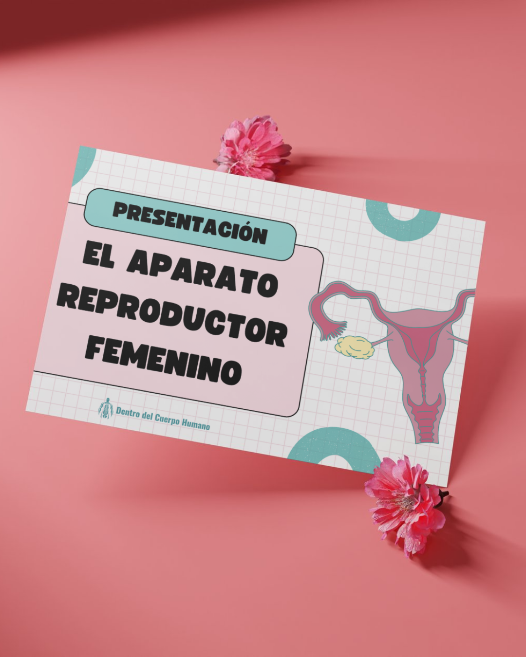 El Aparato Reproductor Femenino