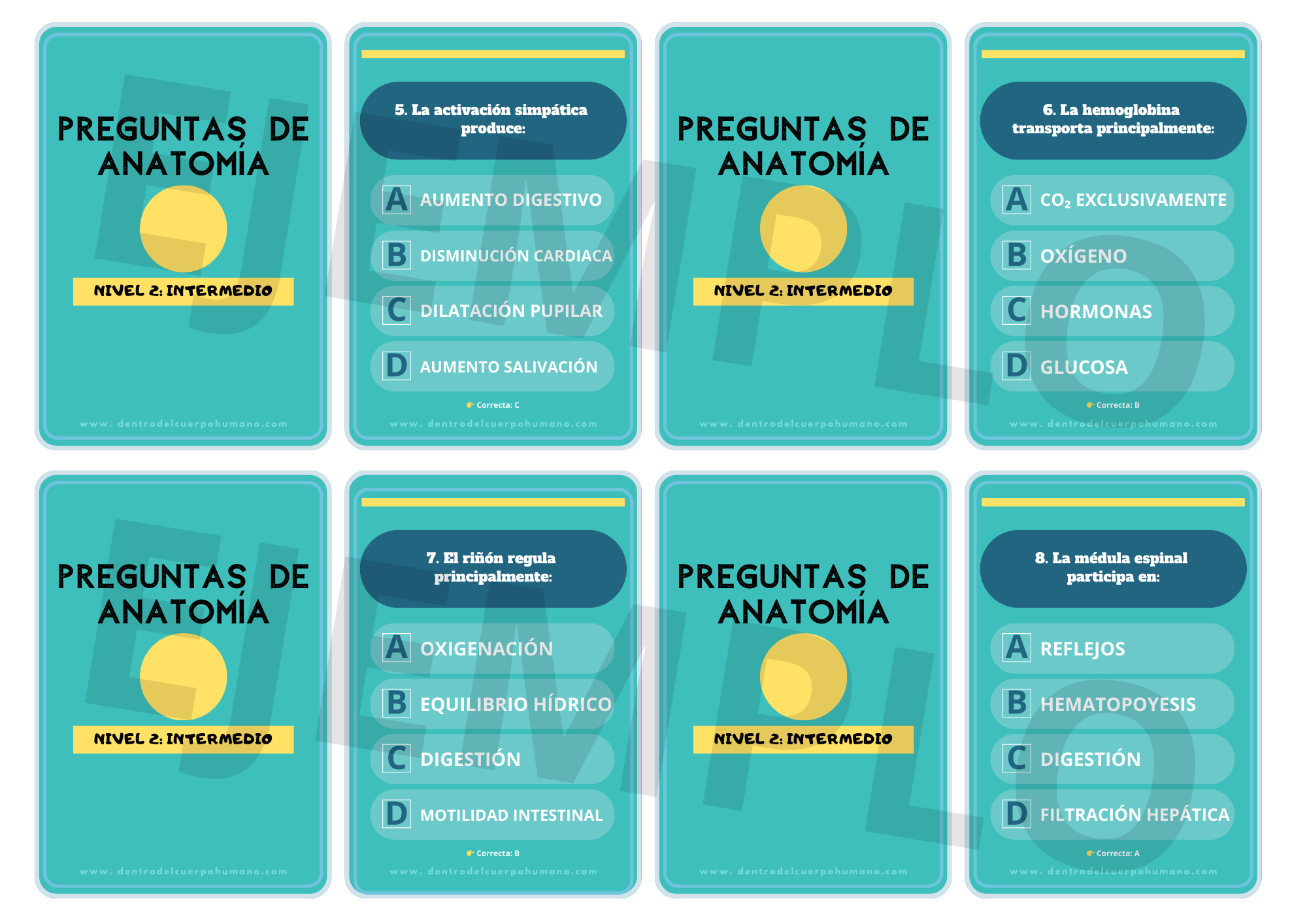 FLASHCARDS DE ANATOMÍA. NIVEL 2: INTERMEDIO