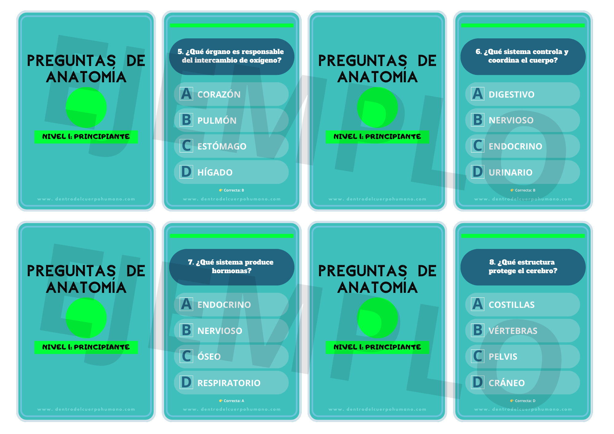 FLASHCARDS DE ANATOMÍA. NIVEL 1: PRINCIPIANTE